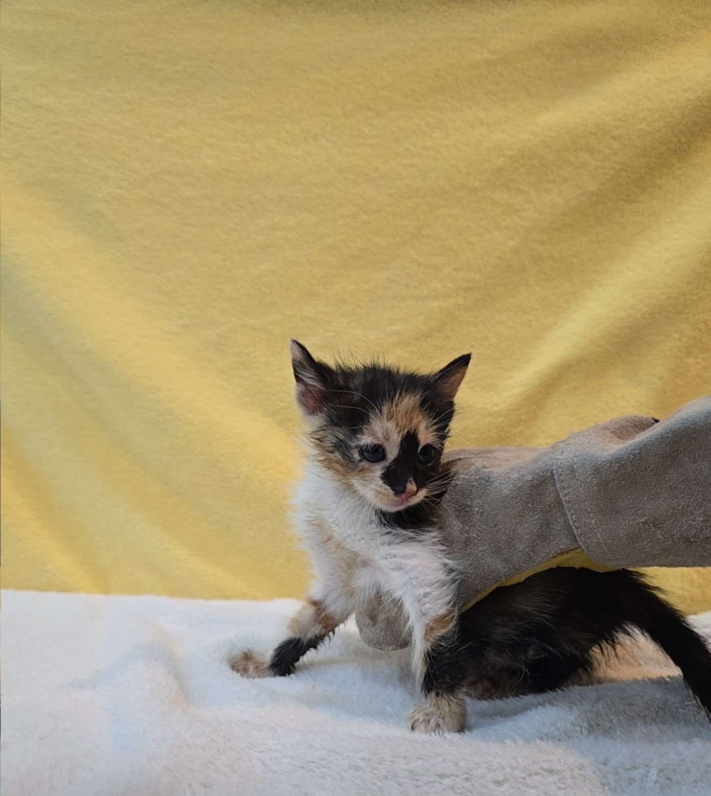 종료(자연사) 믹스…